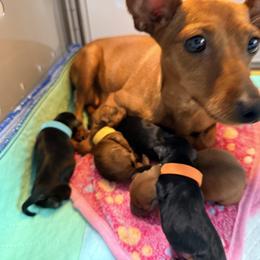 Miniature Pinscher Puppies from Bridget GreenBoddy
