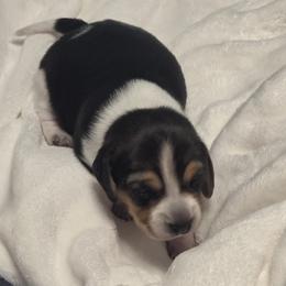 Zeus - Black tan and white male Beagle puppy in Peculiar, Missouri from At home
