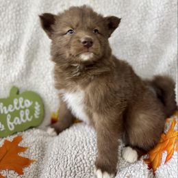 Kenai - Brown and white female Siberian Husky puppy in Columbus, Nebraska from Happy Howlin' Smokey Mountain Huskies