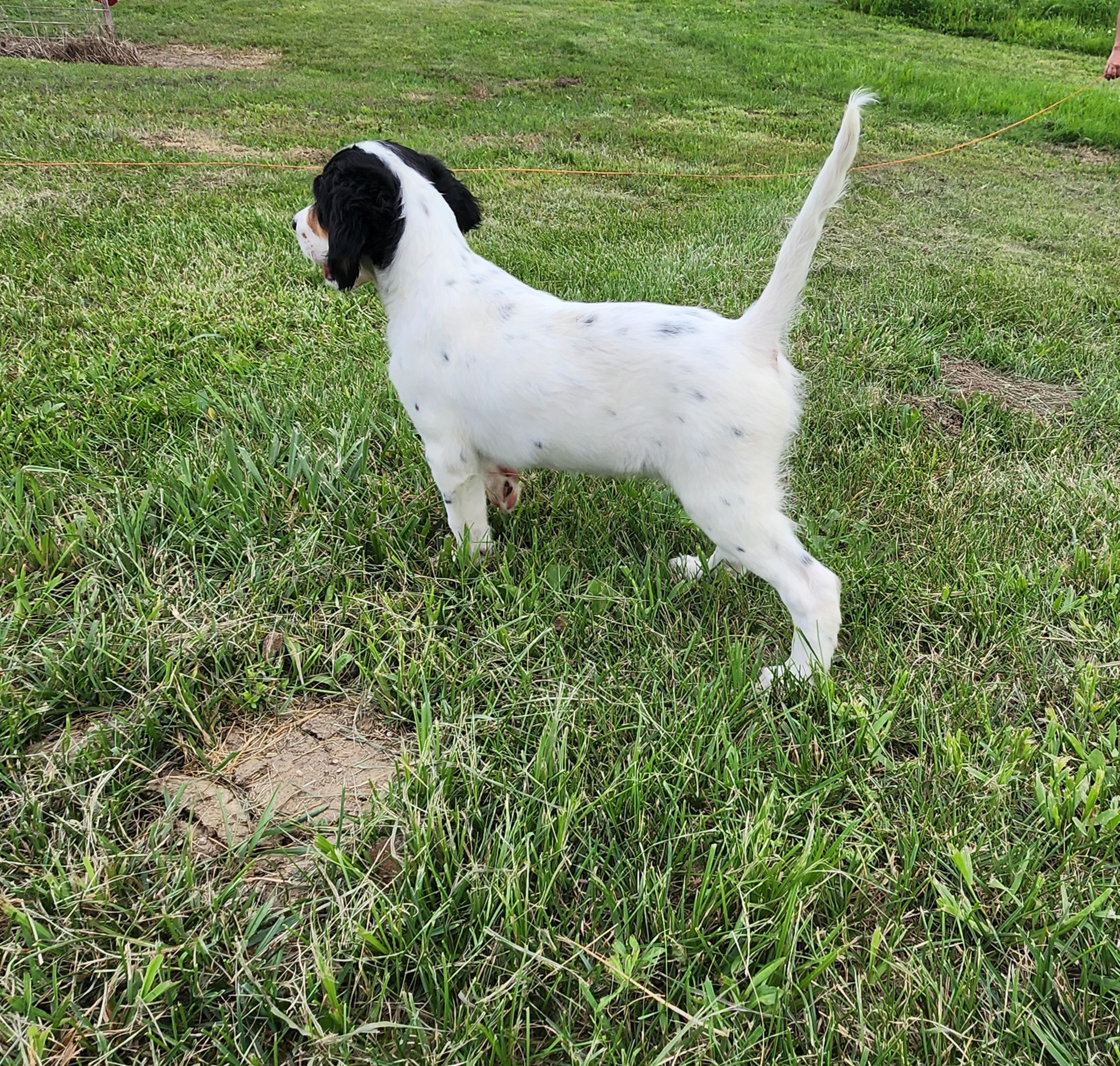 English Setter Puppies from Woodsway Kennel