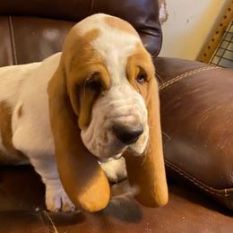 Basset Hound Puppies from Best Friends Bassets