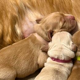 Pink collar - Dark golden female Golden Retriever puppy in Indianapolis, Indiana from ZuGolden Retrievers & Doodles