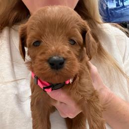 Pink collar - Red  female Goldendoodle puppy in Ridgewood, New Jersey from Jessie’s Doodles