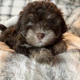 Charlie - Chocolate male Havanese puppy in Starr, South Carolina from Home with Havanese
