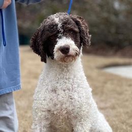 Alessandra - Lagotto Romagnolo