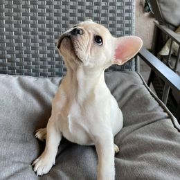 French Bulldogs from Az Frenchies