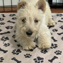 Girl 2 - Wheaten female Scottish Terrier puppy in Fenton, Michigan from Carnes Croft Scotties