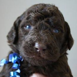 Goldendoodles, Labradoodles, Labrador Retrievers, and Poodles from Apple Creek Doodles