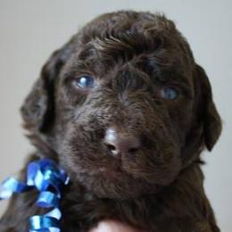 Goldendoodles, Labradoodles, Labrador Retrievers, and Poodles from Apple Creek Doodles