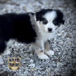 Lion - male Toy Australian Shepherd puppy in El Dorado Springs, Missouri from HP Aussie Kennels