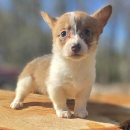 Female 4 - Blue female Pembroke Welsh Corgi puppy in Unicoi, Tennessee from East Tennessee Clark Corgis