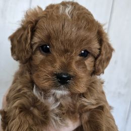 Noel - Red female Cavapoo puppy in Blackfoot, Idaho from Rocky Desert Goldens and Cavaliers