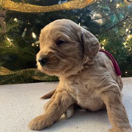 Cindy Lou - Cream female Goldendoodle puppy in Goshen, Ohio from Land of Goshen Doodles