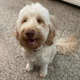 Whiskey - Goldendoodle