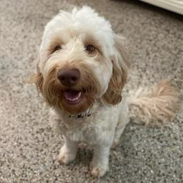 Whiskey - Goldendoodle