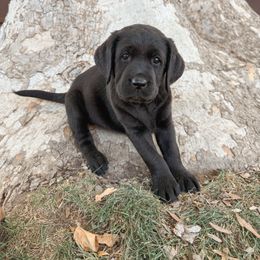 Pink Collar Female - Black female Labrador Retriever puppy in Modesto, California from O’Brien Labrador Retrievers