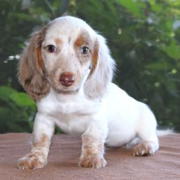 Mavis Purebred DNA Tested Parents Health Certified Family Raised Chocolate Dapple Piebald Female - Dapple female Dachshund puppy in Haines City, Florida from Divine Dachshunds