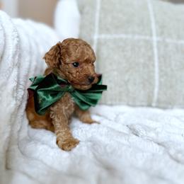 Ginger - Apricot male Poodle puppy in Charlotte, North Carolina from Bruno & Co. Puppies