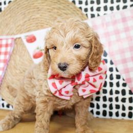 Finn - Apricot male Goldendoodle puppy in Antlers, Oklahoma from Rocking H
