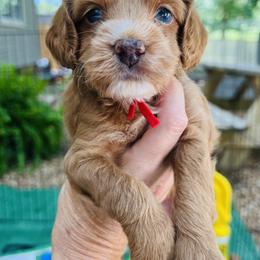 Cockapoo and Goldendoodle Puppies from Bright and Beautiful Cockapoos and Doodles