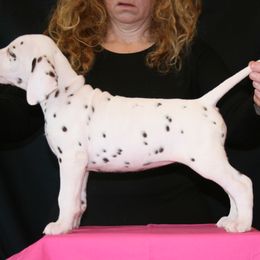 Girl (Pink) - White and liver brown Dalmatian puppy in Spring Branch, Texas from D'vine Dalmatians