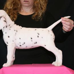 Girl (Pink) - White and liver brown Dalmatian puppy in Spring Branch, Texas from D'vine Dalmatians