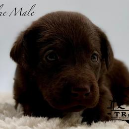 Blue - Chocolate male Labrador Retriever puppy in San Diego County, California from Travis’ Chocolate Labradors