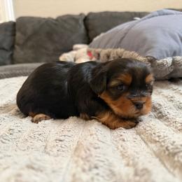 Joey - Black and tan male Shorkie puppy in San Tan Valley, Arizona from Great Mates