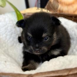 Melody - Black and tan female Pomeranian puppy in Redlands, California from Torrey Hills Poms