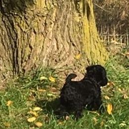 Kerry Blue Terriers from Hotlick’s Kerry Blue Terriers