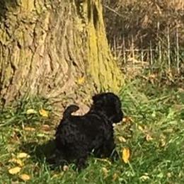 Kerry Blue Terriers from Hotlick’s Kerry Blue Terriers