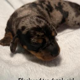 Blk and tan dapple girl - Black and tan female Dachshund puppy in Lakeland, Florida from Berry Dachshunds