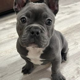 French Bulldogs from Tri-County Bullies