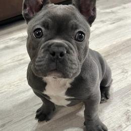 French Bulldogs from Tri-County Bullies