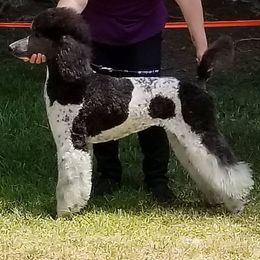 Poodles from Taylor's Standard Poodles
