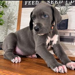 Siku - Blue female Great Dane puppy in Carencro, Louisiana from Halsey Danes