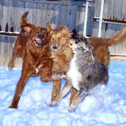 Golden Retriever and Miniature Australian Shepherd All Grown Up from Raised Right Pups