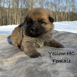 Yellow HC - Bi-color female German Shepherd puppy in Terra Alta, West Virginia from Shepherd Country Farm and Kennels