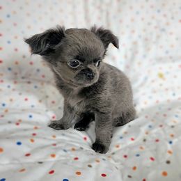 AKC Fluffy boy2 - Blue male Chihuahua puppy in Brooklyn, New York from Nadezhda's Chihuahuas