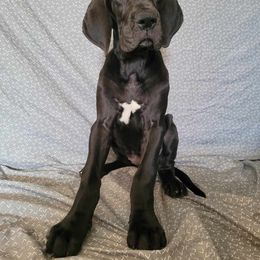 Sanctus - Black and white Great Dane puppy in Bay Shore, New York from Gentle Giant Companions