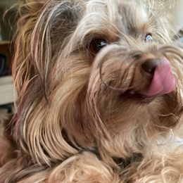 Yorkshire Terrier Puppies from Toy Town Yorkies