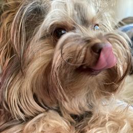 Yorkshire Terrier Puppies from Toy Town Yorkies