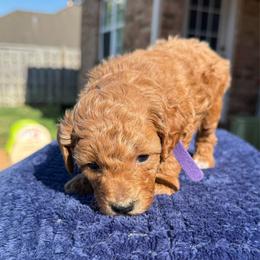 Purple collar - Red  female Poodle puppy in Huntsville, Alabama from Flint River Poodles