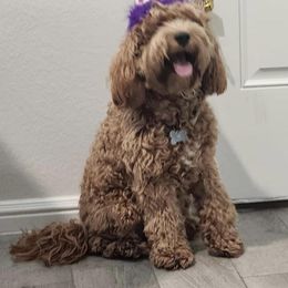 Cavapoo All Grown Up from Creekwood Miniature Cavapoos