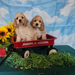 Buff girl - Buff female Cocker Spaniel puppy in Peoria, Arizona from Stand Alone Cockers