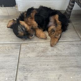 Yorkshire Terrier Puppies from Yorkies in Kyle