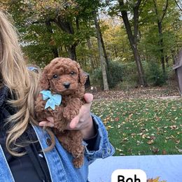 Bob - Red  male Poodle puppy in Mint Hill, North Carolina from DoodleForever