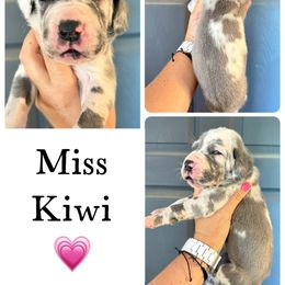 Kiwi - Harlequin female Great Dane puppy in Sac City, Iowa from Northern Great Danes of Colorado & Iowa