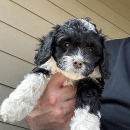 Luna - Black and white female Cavapoo puppy in Buda, Texas from Haus of Doodles
