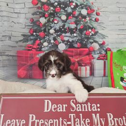 Marilyn - Brown female Double Doodle puppy in Prescott Valley, Arizona from Ramirez Family Doodles